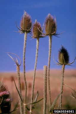 common teasel, Dipsacus fullonum  (Dipsacales: Dipsacaceae) - 0024061