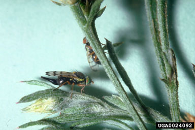 banded gall fly, Urophora affinis  (Diptera: Tephritidae) - 0024092