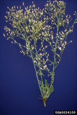 squarrose knapweed, Centaurea virgata  (Asterales: Asteraceae) - 0024100