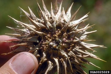 musk thistle head weevil (Rhinocyllus conicus ) on musk thistle (Carduus nutans ) - 0025029