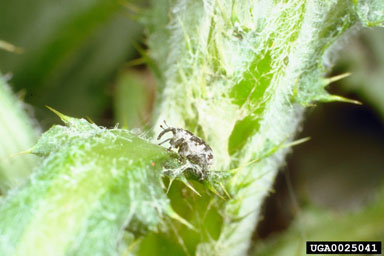 Canada thistle stem mining weevil (Ceutorhynchus litura ) on Canada thistle (Cirsium arvense ) - 0025041