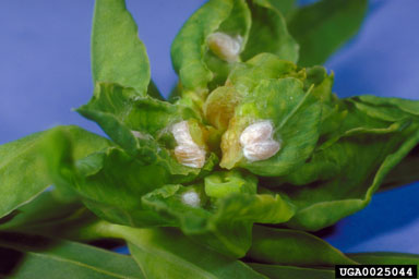 leafy spurge gall midge (Spurgia esulae ) on leafy spurge (Euphorbia esula ) - 0025044