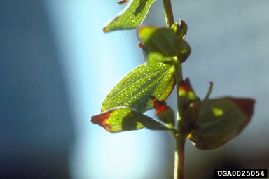 common St. Johnswort, Hypericum perforatum  (Theales: Clusiaceae) - 0025054