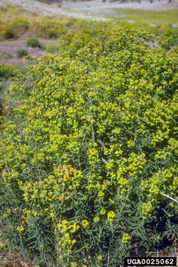 leafy spurge, Euphorbia esula  (Euphorbiales: Euphorbiaceae) - 0025062