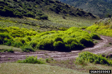 leafy spurge, Euphorbia esula  (Euphorbiales: Euphorbiaceae) - 0025063