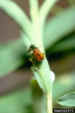 black dot spurge flea beetle (Aphthona nigriscutis ) on leafy spurge (Euphorbia esula ) - 0025073