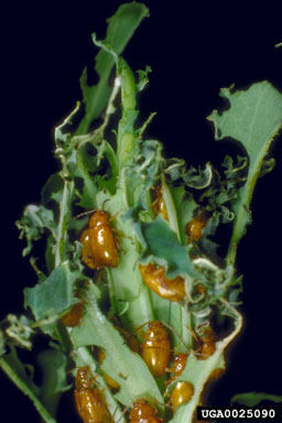 copper leafy spurge flea beetle (Aphthona flava ) on leafy spurge (Euphorbia esula ) - 0025090