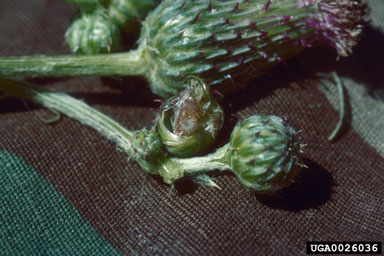 Canada thistle bud weevil (Larinus planus ) on Canada thistle (Cirsium arvense ) - 0026036