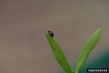 flea beetle (Aphthona seriata ) on leafy spurge (Euphorbia esula ) - 0026046