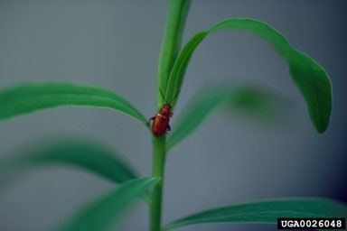 root feeding flea beetle (Aphthona chinchihi ) on leafy spurge (Euphorbia esula ) - 0026048