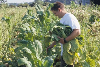 tobacco hornworm (Manduca sexta ) on flue-cured tobacco (Nicotiana tabacum (flue-cured type)) - 0027008