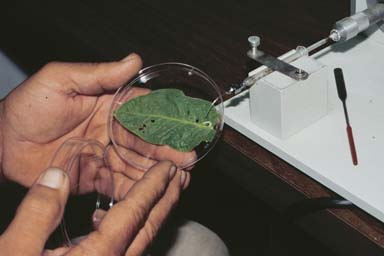 tobacco hornworm (Manduca sexta ) on flue-cured tobacco (Nicotiana tabacum (flue-cured type)) - 0027013