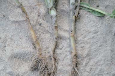 tobacco wireworm (Conoderus vespertinus ) on flue-cured tobacco (Nicotiana tabacum (flue-cured type)) - 0027019