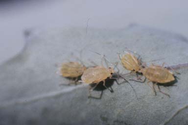 tobacco aphid (Myzus nicotianae ) on flue-cured tobacco (Nicotiana tabacum (flue-cured type)) - 0027033