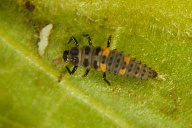 lady beetle (  ) on flue-cured tobacco (Nicotiana tabacum (flue-cured type)) - 0027034