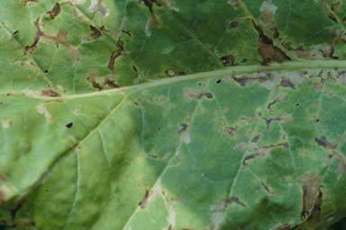 tobacco splitworm (Phthorimaea operculella ) on flue-cured tobacco (Nicotiana tabacum (flue-cured type)) - 0027041
