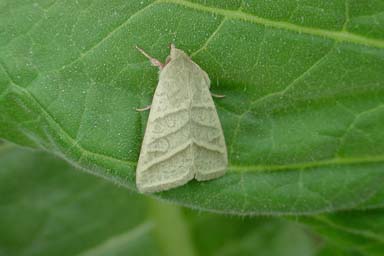 tobacco budworm (Heliothis virescens ) on flue-cured tobacco (Nicotiana tabacum (flue-cured type)) - 0027075