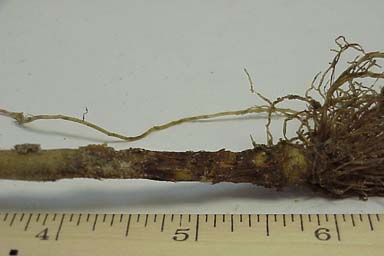 root rot/damping off (Rhizoctonia spp. ) on flue-cured tobacco (Nicotiana tabacum (flue-cured type)) - 0027081