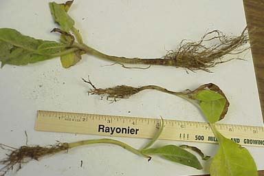 root rot/damping off (Rhizoctonia spp. ) on flue-cured tobacco (Nicotiana tabacum (flue-cured type)) - 0027084