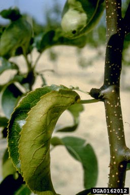 pear decline phytoplasma (Candidatus Phytoplasma pyri ) on pear (Pyrus spp. ) - 0162012