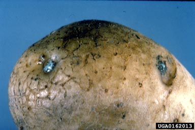 Southern bacterial wilt (Ralstonia solanacearum (except Race 3 Biovar 2)) on potato (Solanum tuberosum ) - 0162013