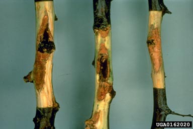 bacterial spot of stone fruits (Xanthomonas arboricola pv. pruni) on garden plum (Prunus domestica ) - 0162020