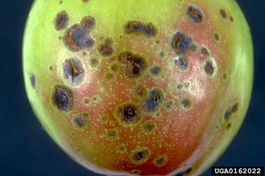 bacterial spot of stone fruits (Xanthomonas arboricola pv. pruni) on garden plum (Prunus domestica ) - 0162022