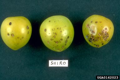 bacterial spot of stone fruits (Xanthomonas arboricola pv. pruni) on garden plum (Prunus domestica ) - 0162023