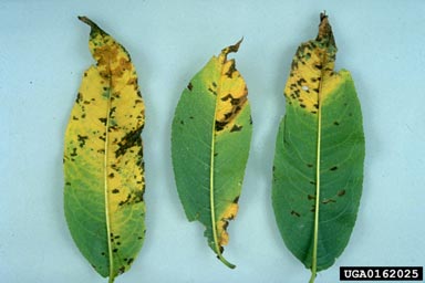 bacterial spot of stone fruits (Xanthomonas arboricola pv. pruni) on peach (Prunus persica ) - 0162025