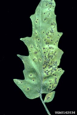 bacterial spot (Xanthomonas vesicatoria ) on tomato (Lycopersicon esculentum ) - 0162036