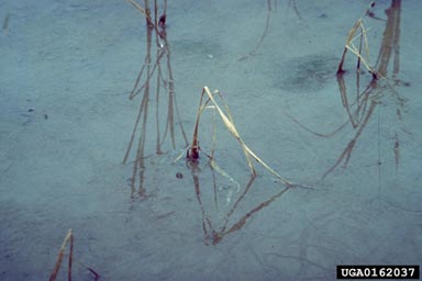 bacterial leaf blight of rice (Xanthomonas oryzae pv. oryzae) on rice (Oryza sativa ) - 0162037
