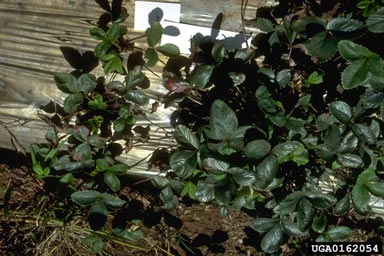 rice white tip nematode (Aphelenchoides besseyi ) on strawberry (Fragaria x ananassa ) - 0162054