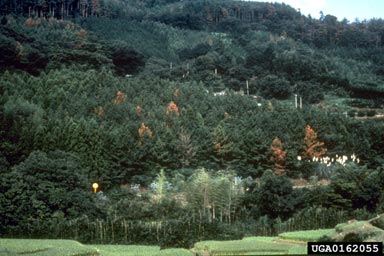 pine wilt nematode, Bursaphelenchus xylophilus  (Aphelenchida: Aphelenchidae) - 0162055