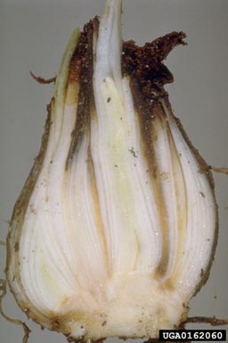 stem and bulb nematode (Ditylenchus dipsaci ) on daffodils (Narcissus spp. ) - 0162060