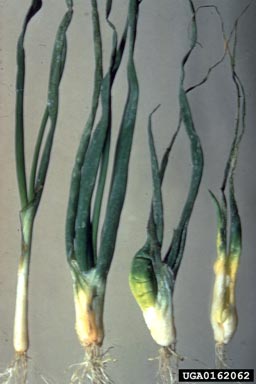 stem and bulb nematode (Ditylenchus dipsaci ) on garden onion (Allium cepa ) - 0162062