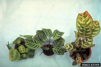 burrowing nematode (Radopholus similis ) on maranta (Maranta spp. ) - 0162069