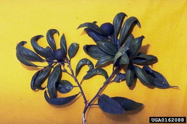 Satsuma Dwarf Virus (Sadwavirus SDV ) on citrus (Citrus spp. ) - 0162088