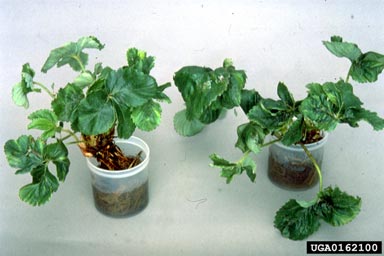 Strawberry Crinkle Virus (Cytorhabdovirus SCrV ) on strawberry (Fragaria x ananassa ) - 0162100