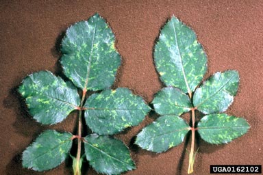 Strawberry Latent Ringspot Virus (Nepovirus SLRSV ) on rose (Rosa spp. ) - 0162102