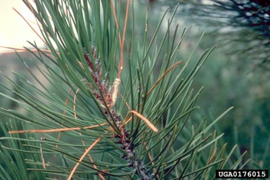 pine processionary moth (Thaumetopoea pityocampa ) on pine (Pinus spp. ) - 0176015