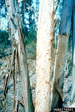 eucalyptus longhorned borer (Phoracantha semipunctata ) on eucalyptus (Eucalyptus spp. ) - 0176021