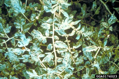 Tomato Mosaic Virus (Tobamovirus ToMV ) on tomato (Lycopersicon esculentum ) - 0176023