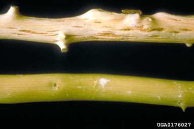 Citrus Tristeza Virus (Closterovirus CTV ) on lime (Citrus x aurantiifolia ) - 0176027