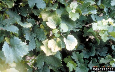 Arabis Mosaic Virus (Nepovirus ArMV ) on wine grape (Vitis vinifera ) - 0176037