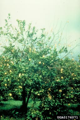 mal secco (Phoma tracheiphila ) on lemon (Citrus x limon ) - 0176071