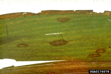leaf spot of maize (Bipolaris zeicola ) on corn (Zea mays ) - 0176078
