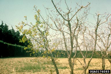 apricot chlorotic leafroll (Phytoplasma  ) on apricot (Prunus armeniaca ) - 0176093