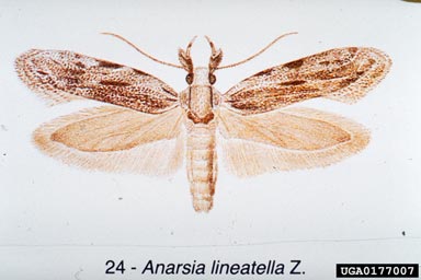 peach twig borer, Anarsia lineatella  (Lepidoptera: Gelechiidae) - 0177007