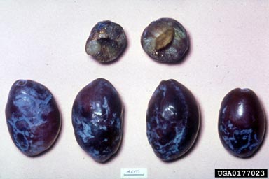 Plum Pox Virus (Potyvirus PPV ) on garden plum (Prunus domestica ) - 0177023