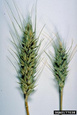 karnal bunt (Tilletia indica ) on common wheat (Triticum aestivum ) - 0177038